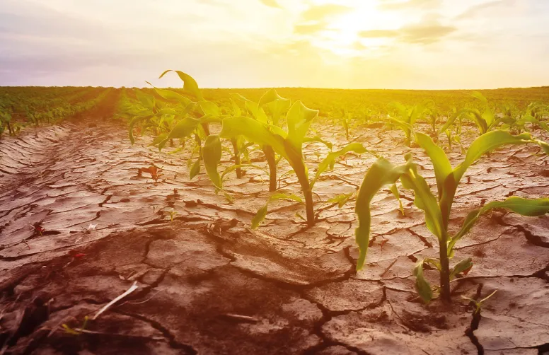 Pour chaque territoire du Grand Ouest, les ateliers du projet CLIMATVEG ont conçu et débattu de possibles scénarios d’adaptation des systèmes de culture au changement climatique attendu vers 2050.