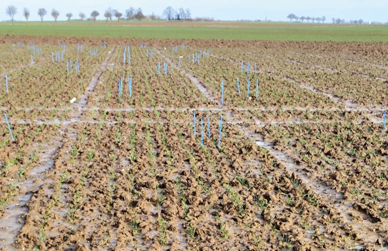 L’évaluation des traitements de semences (ici le 20 mars, en contexte de fusariose sur blé tendre) s’appuie sur plusieurs mesures comme la vigueur à la levée et la densité de plantes.