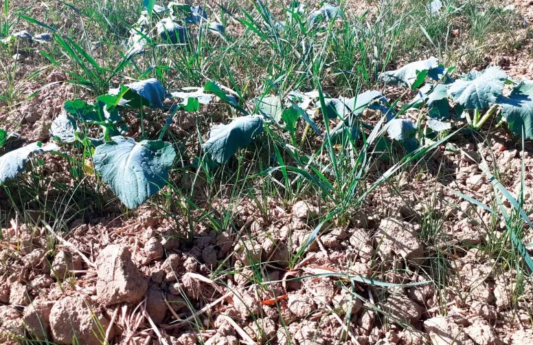 Il n’est plus rare d’observer des parcelles de colza infestées par 100 à 300 ray-grass par mètre carré.