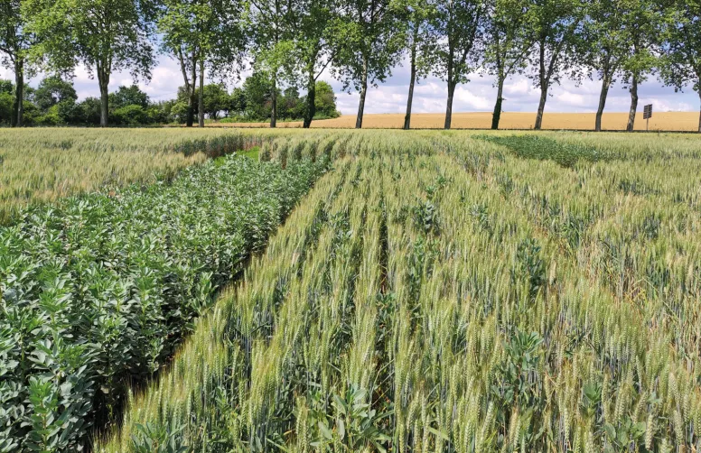 Féverole d’hiver : de nouvelles variétés productives
