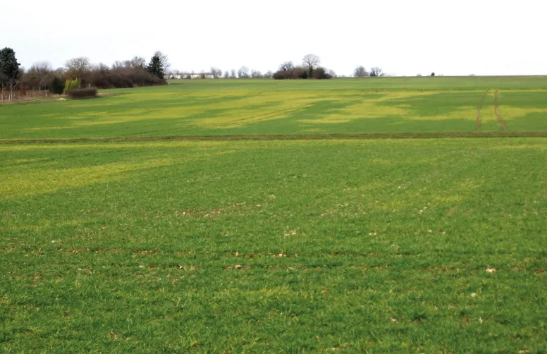 L’apparition, en février-mars, de foyers de plantes chlorosées est le symptôme le plus typique d’une contamination par un ou des virus des mosaïques de l’orge.