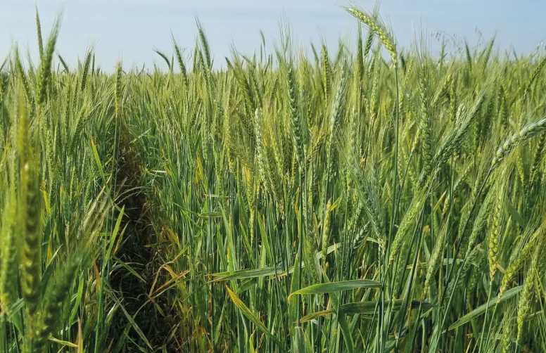 Sur les campagnes 2022 à 2024, les mélanges de variétés de précocités différentes se sont révélés plus stables que les bouquets, contrairement à la stratégie d’association basée sur la diversification des composantes de rendement.