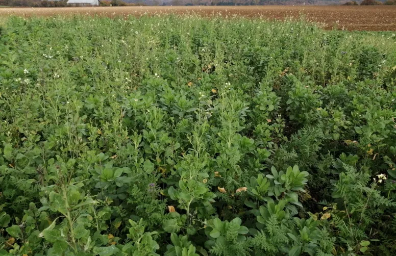 La biomasse produits par deux semis de couverts dans une même parcelle est comparable à la biomasse de deux demi-couverts