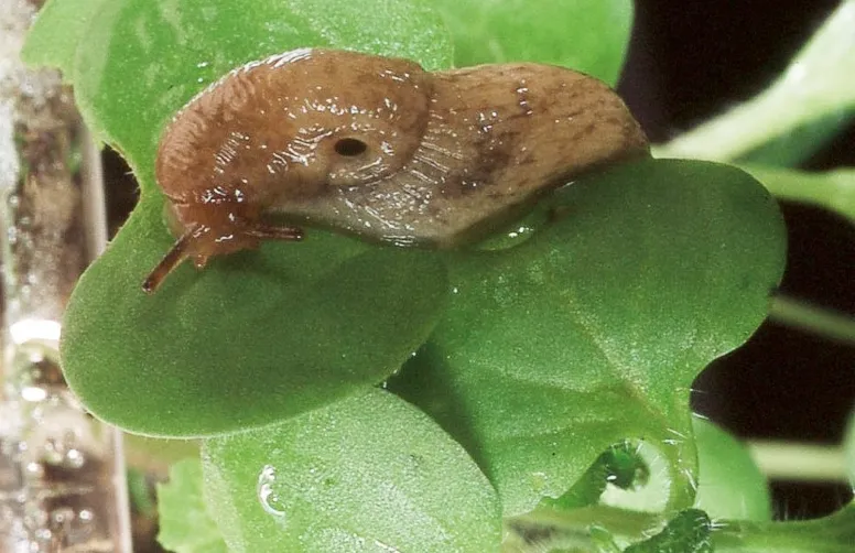 Limace grise sur cotylédon. Les limaces grises s’attaquent plutôt aux plantules et au feuillage des cultures, tandis que les limaces noires privilégient graines et germes.