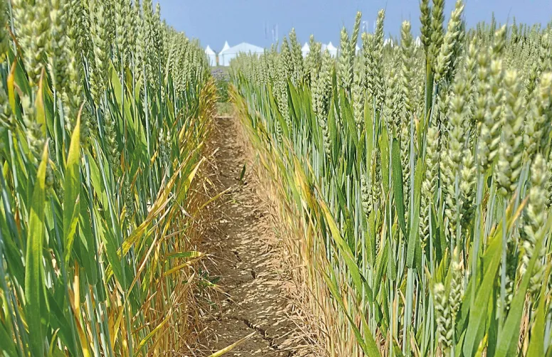 L’application AgroMetInfo 2.0 permet de positionner le climat de la campagne en cours par rapport à la moyenne des 30 dernières années. ©J.Gravé/UpTerra