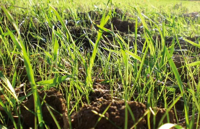ray-grass stade filet 
