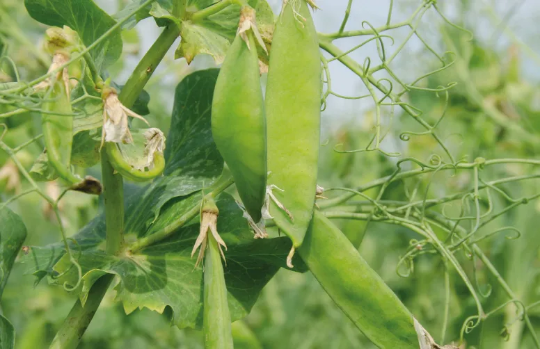 Des gousses de pois en formation