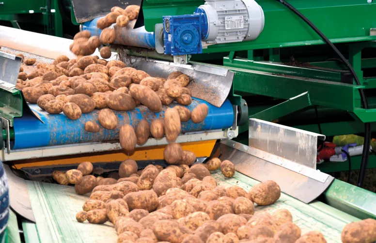 Récolte de pommes de terre sur un tapis roulant