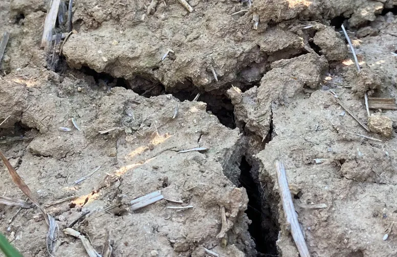 Crevasse terre végétale due à la sécheresse