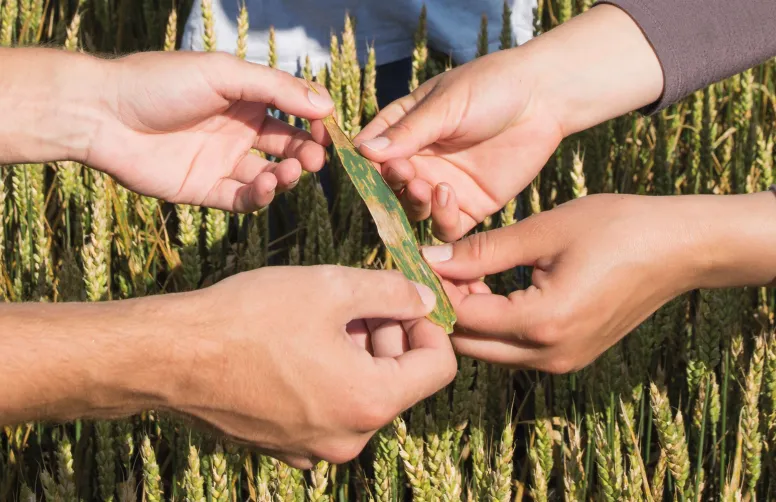 Des mains montrent une feuille de blé tendre sévèrement touchée par la septoriose
