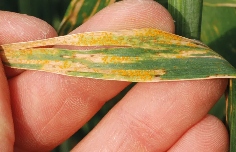 Rouille jaune sur une feuille de blé