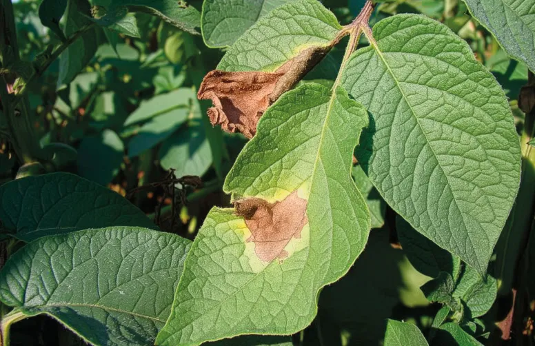 Taches de mildiou sur feuillage de pomme de terre.
