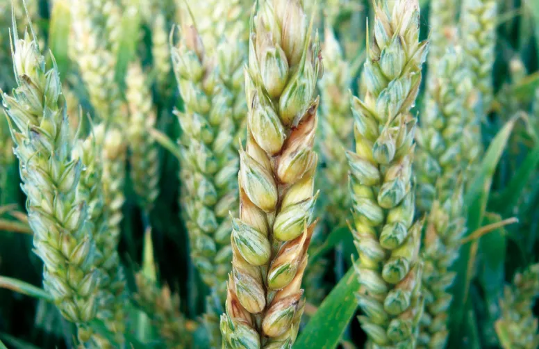 Un épi de blé tendre atteint de fusariose