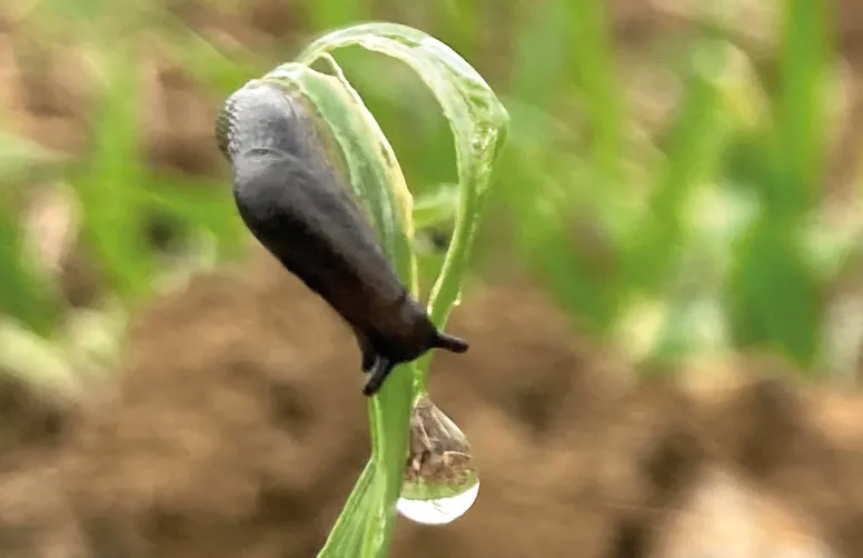 Limace sur une feuille avec une goutte d'eau