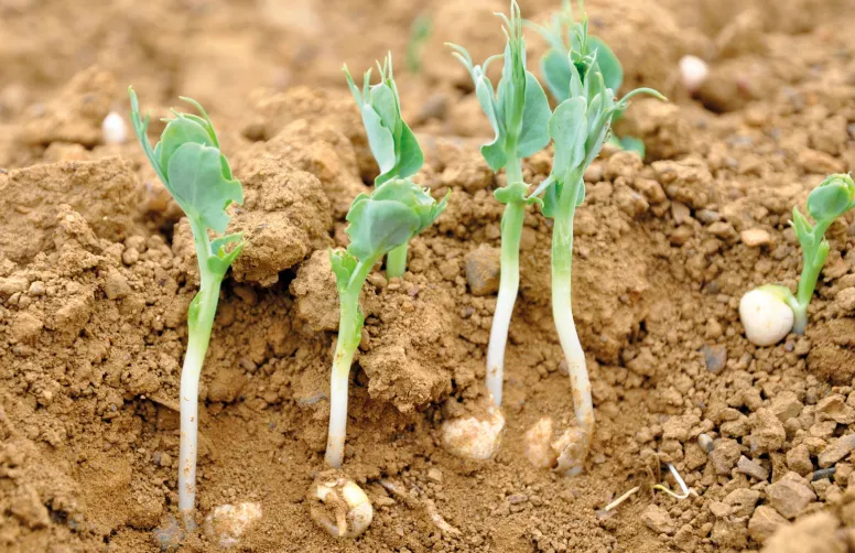 Implantation : jeunes pousses de pois d'hiver