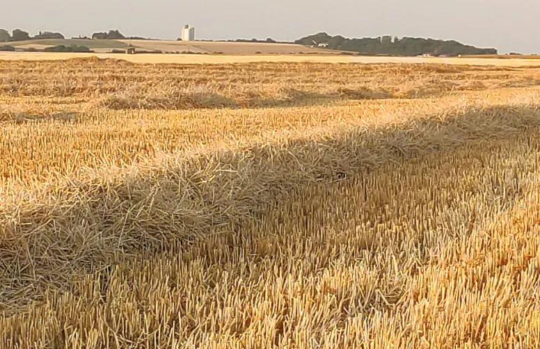 Selon les premières estimations, à l’échelle nationale, les rendements des céréales à paille d’hiver sont au-dessus de la moyenne quinquennale, grâce à une réallocation efficace de l’azote des parties aériennes vers les grains.
