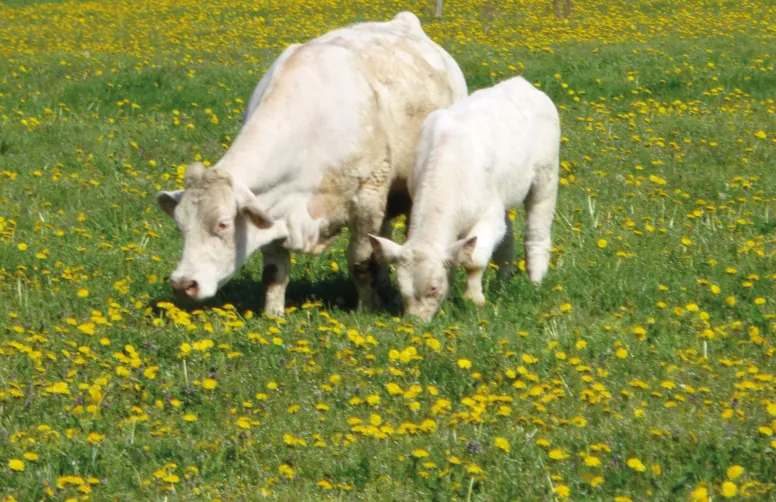 Ne pas dépasser le seuil de 80 kg N/ha/an pour la fertilisation azotée des prairies est le gage de trouver le meilleur équilibre possible entre productivité et stabilité écologique.