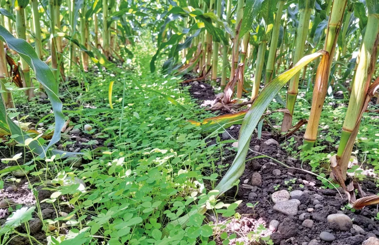 Ce couvert de trèfle violet semé à la volée à 15 kg/ha puis recouvert à la bineuse, au stade 10 feuilles du maïs le 17/06/2023, a produit 2.56 t MS/ha le 22/09/2023, avant récolte du maïs grain.