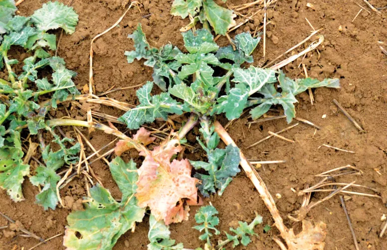 Quand les gelées hivernales causent des pertes de feuilles vertes importantes, la quantité d’azote perdue peut dépasser 50 kg N/ha. Mais près de la moitié sera réabsorbée au printemps.