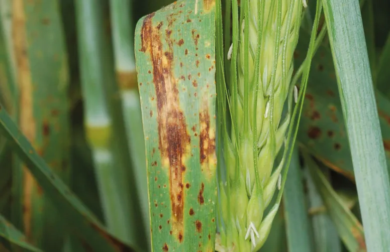 La meilleure protection des orges contre l’helminthosporiose est la tolérance variétale, surtout chez les variétés d’hiver, plus longtemps exposées à la maladie fongique.