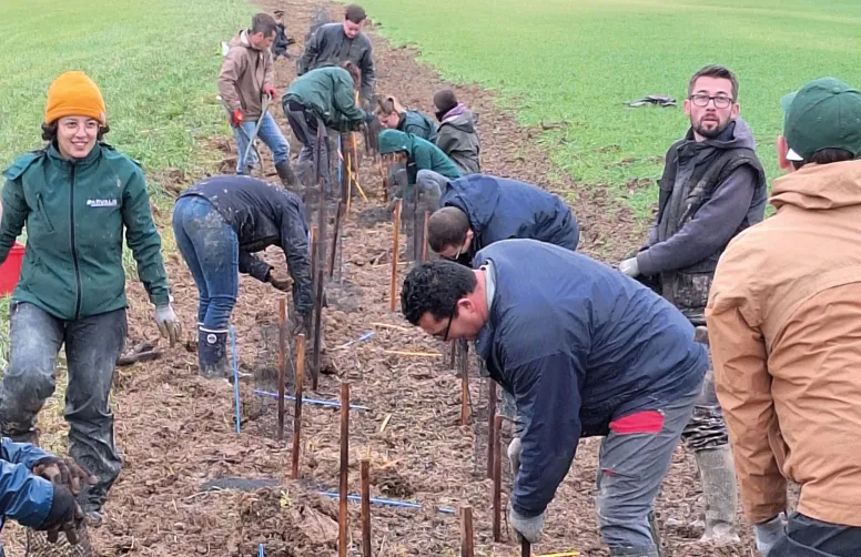 L’implantation d’une haie agricole - ici entre deux parcelles de la station Arvalis de La Jaillière (44) - se planifie avec soin et mobilise de la main-d’œuvre.