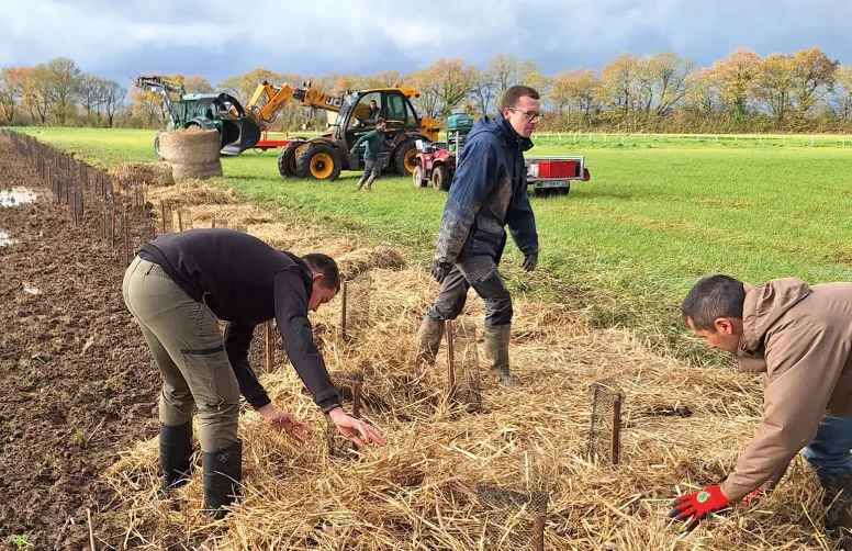 Après la plantation, un épais paillage épandu sur le sol préservera son humidité et évitera la colonisation par les adventices.