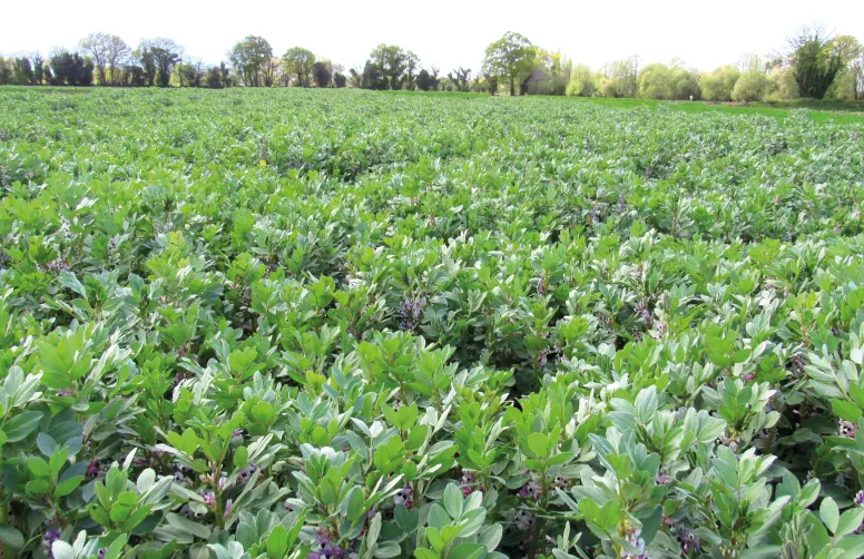 Détruire tardivement un couvert au printemps (comme cette association phacélie + féverole) peut en maximiser les services rendus, notamment la restitution d’azote.