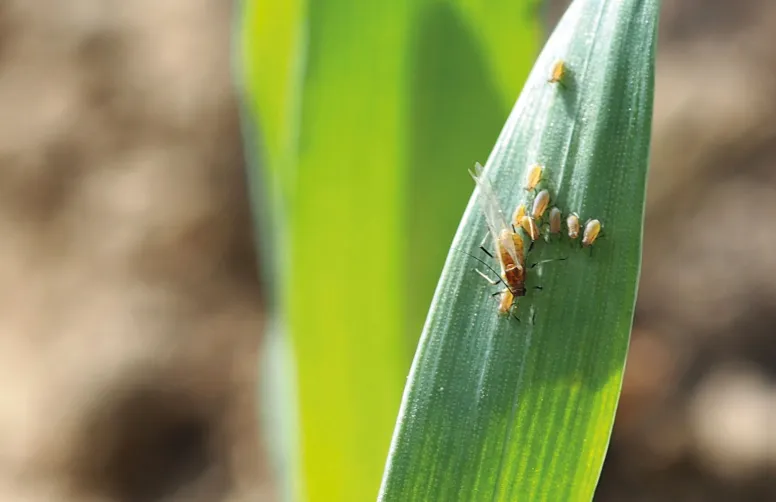La température influe sur la prolificité des pucerons : plus il fait doux, plus la production de larves est importante.