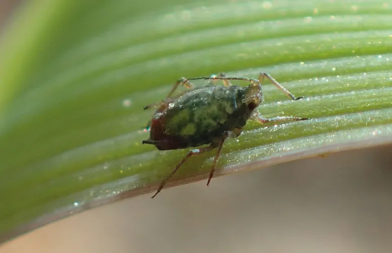 Un puceron Rhopalosiphum padi sur une feuille
