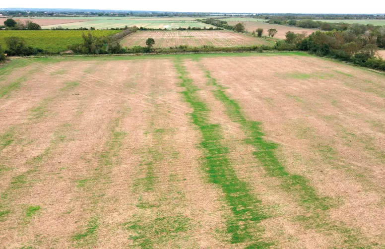 En Camargue, une photo prise par drone par un utilisateur du SCU Redekop qui a débrayé l’outil sur deux bandes-témoins.