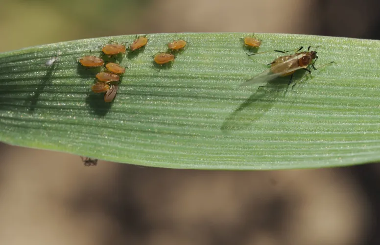 Pucerons Rhopalosiphum padi sur feuille de céréale
