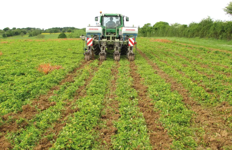 Semis de maïs dans un couvert de trèfle blanc. L’agriculture de conservation des sols repose sur le non-travail du sol, la couverture permanente, la diversité végétale et l’allongement de la rotation.