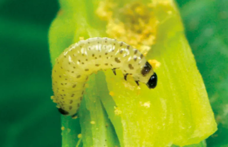 Les attaques de larves d’altises sont d’autant plus préjudiciables que les colzas sont peu développés et peu poussants.