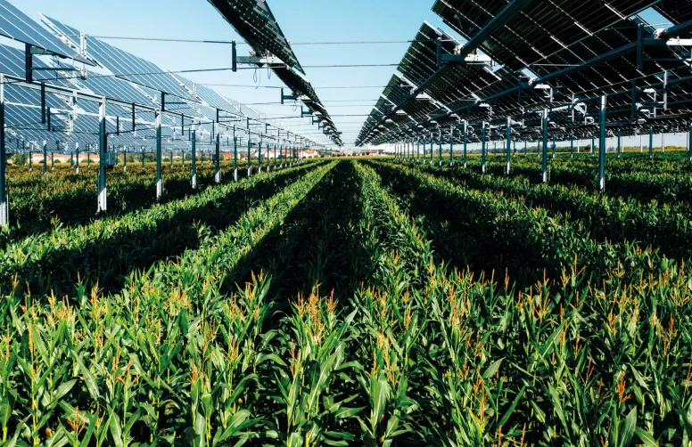 Les ombrières protègent cultures et bétail des excès de chaleur