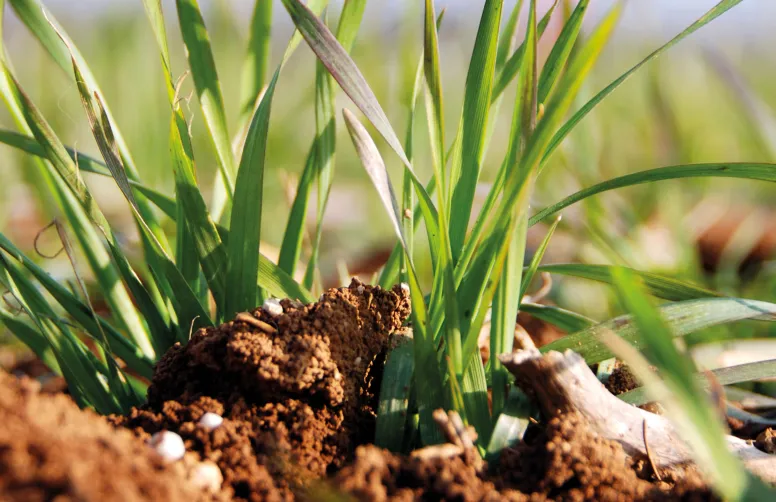La dose totale prévisionnelle d’azote est souvent déterminée en début de campagne par la méthode du bilan prévisionnel. On gagnera à la réévaluer en cours de campagne, en s’appuyant sur l’observation de l’état réel du sol et des cultures.