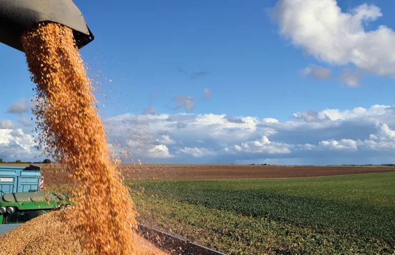 Au 20 octobre, 75 % des maïs étaient récoltés, contre 63 % en moyenne à cette même date. 