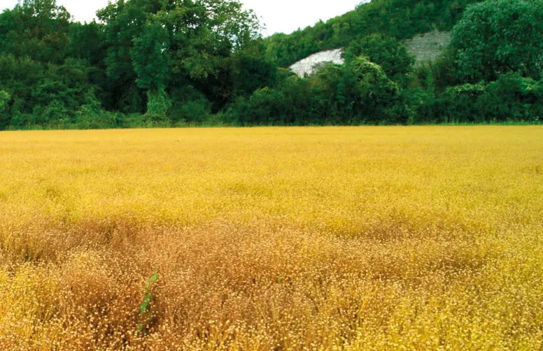 La septoriose du lin se manifeste en foyers qui peuvent fusionner très rapidement.