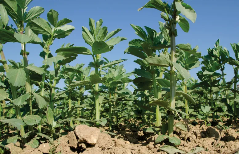 Neuf variétés de féverole de printemps, dont deux nouvelles, ont été évaluées en 2025 dans 15 essais valides sur 19 essais implantés.