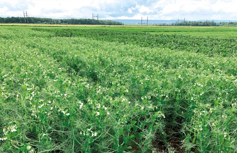 Parmi les variétés évaluées depuis 2 ans, KWS FLAM confirme ses bons résultats de 2024. 