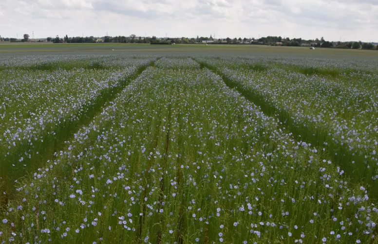 La filière française des semences et plants investit environ 11 % de son chiffre d'affaires en R&D