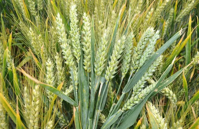 Un bouquet d'épis de blé de différentes variétés