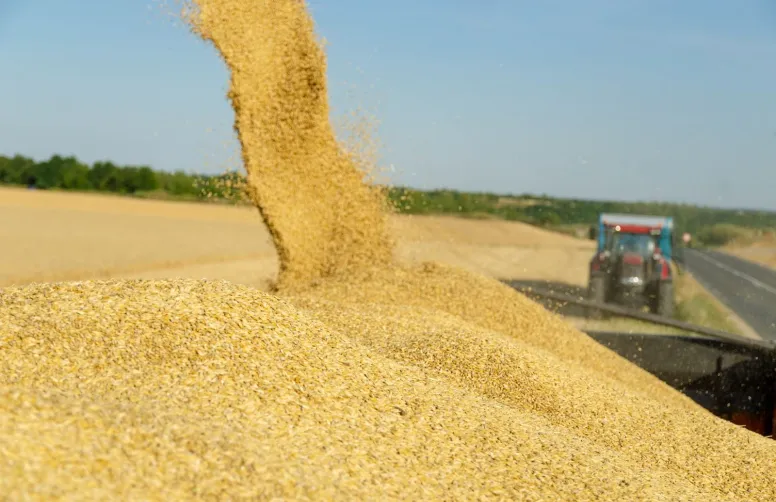 La culture des orges de printemps en France a pour vocation quasi exclusive la production de malt. Il est fortement recommandé de cultiver les variétés pour lesquelles les organismes de collecte locaux ont un marché.