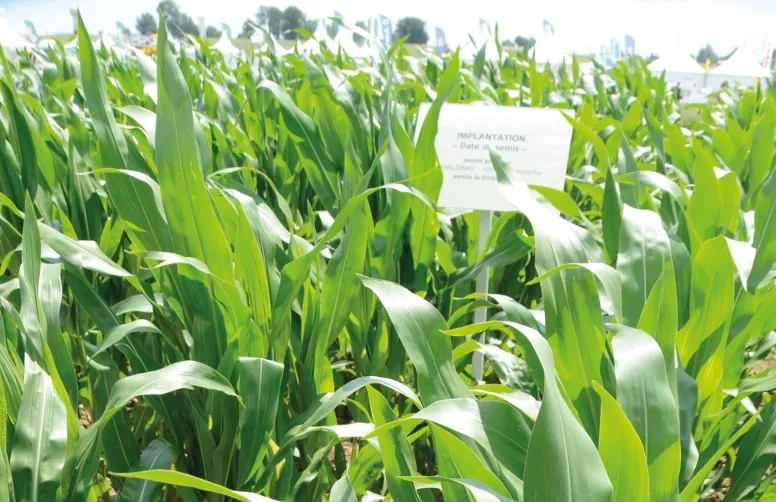 L'accord réaffirme l'équivalence entre variétés obtenues de façon conventionnelles et celles obtenues par génie génétique mais pouvant l'être aussi par la sélection classique. © N. Cornec - Arvalis