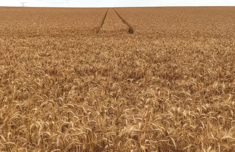 Parcelle saine de blés à maturité