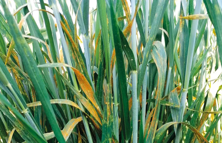 Symptômes de rouille jaune sur feuilles de blé tendre