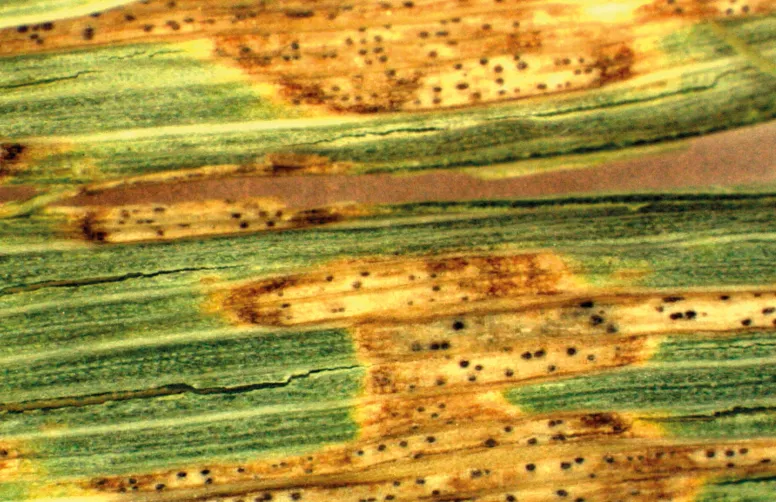 Taches de septoriose sur blé tendre