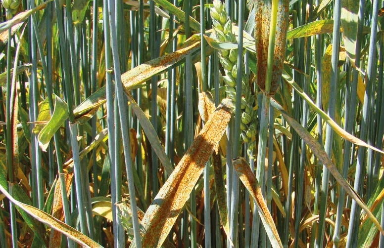 Pustules de rouille brune sur des feuilles de blé. La maladie se contrôle d’abord en semant des variétés résistantes.