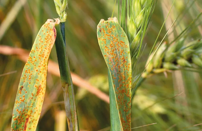 Taches de rouille naine sur feuilles d'orge d'hiver. En orges d’hiver, les conditions météo ont été favorables à la rouille naine.