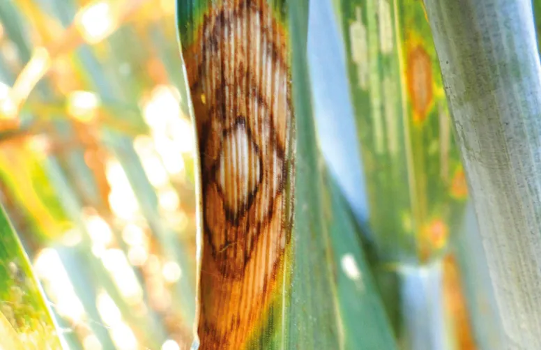 Tache de rhynchosporiose sur feuille de triticale. La rhynchosporiose a été l’une des deux principales maladies observées sur triticale en 2024-2025.