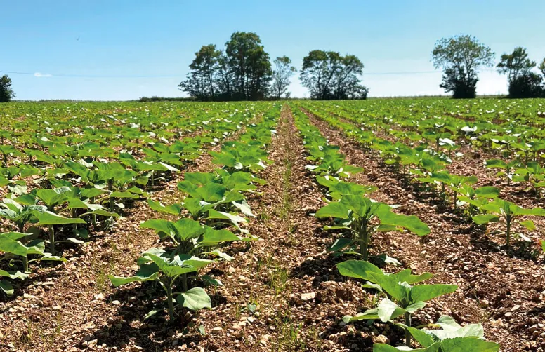 Parcelle de tournesol avec levée de Ray-Grass avant (à gauche) et après (à droite) un passage de bineuse.